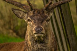 deer-952744-300x200.jpg