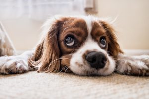 dog-2785074-300x200.jpg