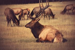 elk-1149829-300x201.jpg