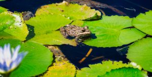 frog-4125630-300x152.jpg