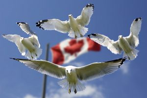 gulls-540791-300x200.jpg