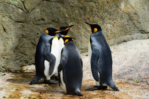 king-penguin-384252-300x200.jpg