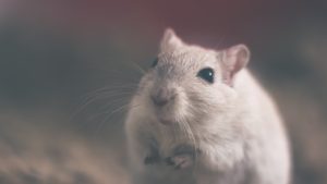 mouse-801843-300x169.jpg