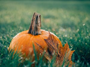 pumpkin-1030817-300x225.jpg