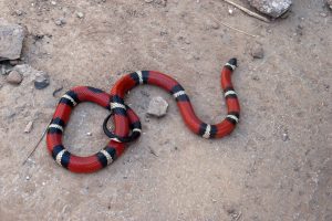 snake-2379192-300x200.jpg
