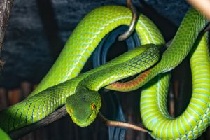 snake-4180795-300x200.jpg