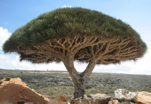 Socotra_dragon_tree-300x206.jpg