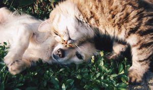 animal-cat-cute-46024-300x177.jpg