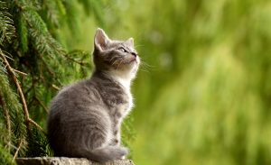 cat-2083492-300x183.jpg