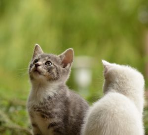 cat-2273598-300x275.jpg