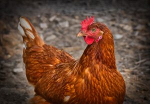 chicken-3727097-300x208.jpg