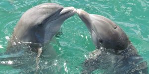 dolphin-1974975_1920-300x149.jpg