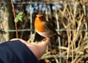 robin-4005670-300x216.jpg