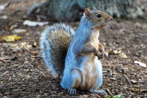 squirrel-1407699-300x200.jpg