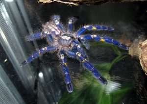Poecilotheria_metallica_-_juvenile_male-300x212.jpg