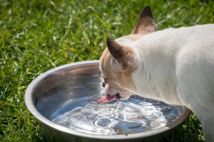 chihuahua-1351008-300x200.jpg
