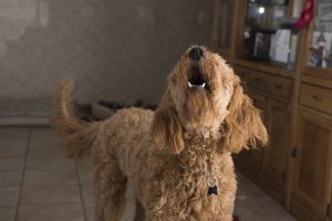 doodle-barking-2965983-300x200.jpg