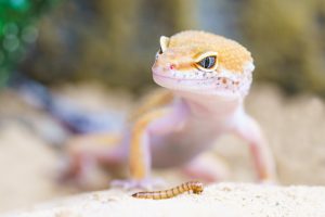 gecko-2299365-300x200.jpg
