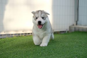 husky-4193503_1920-300x200.jpg