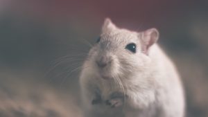 mouse-801843-300x169.jpg