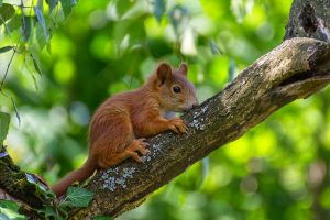 squirrel-4310069-300x200.jpg