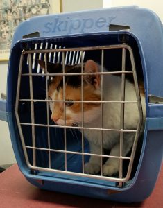 cat-1815872-235x300.jpg