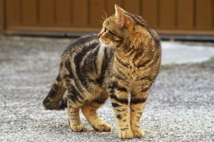 cat-3423417-300x199.jpg