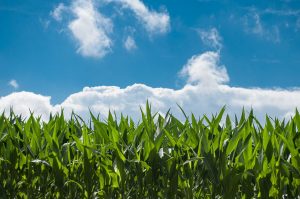 corn-field-440338_1920-300x199.jpg