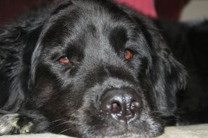 dog-1427350-300x200.jpg