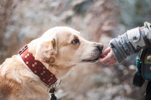 dog-1861839-300x199.jpg