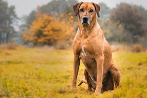 dog-2061187-300x200.jpg