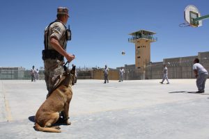 dog-2772349-300x200.jpg