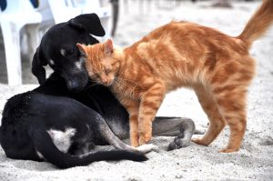 dog-3438453-300x199.jpg