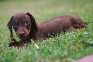 dog-4203334-300x200.jpg