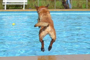 dog-665159-300x199.jpg