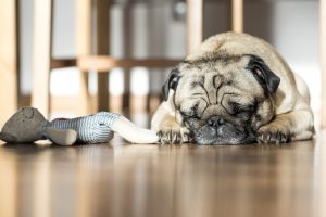 dog-923610-300x200.jpg