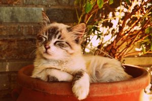 kitten-asleep-in-a-pot-1995961-300x200.jpg