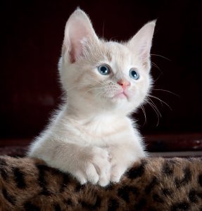 kitty-551554-287x300.jpg