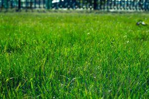 lawn-327333-300x199.jpg