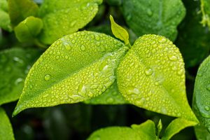 leaf-1001679-300x200.jpg