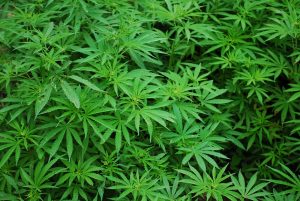 foliage-1157792_1280-300x201.jpg