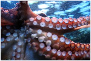 octopus-250101-300x201.jpg