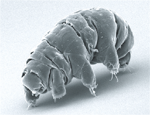 782px-SEM_image_of_Milnesium_tardigradum_in_active_state_-_journal.pone_.0045682.g001-2-300x230.png