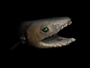 800px-Chlamydoselachus_anguineus_head-300x225.jpg