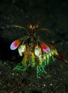 800px-Mantis_shrimp_from_front-222x300.jpg