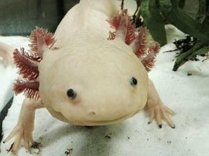 AxolotlBE-300x224.jpg