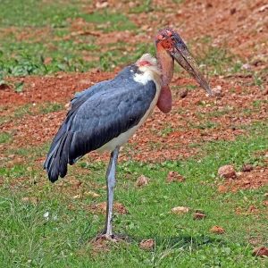 Marabou_stork_Leptoptilos_crumenifer-300x300.jpg