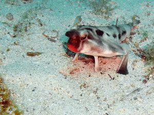 Red-lipped_Bat_fish-300x225.jpg