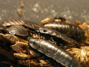 giant-hissing-cockroach-77069_1920-300x225.jpg