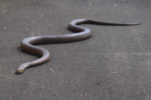 1024px-Dugite_Pseudonaja_affinis-300x200.png